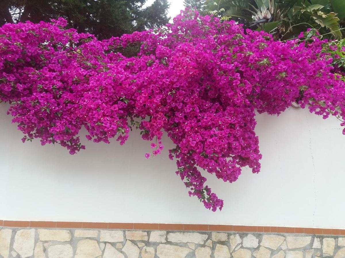 La Casa Del Nonno Bed & Breakfast Milazzo Luaran gambar